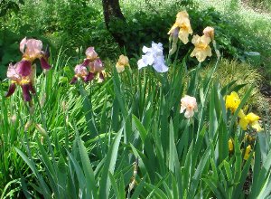 ジャーマン アイリス 植え 替え