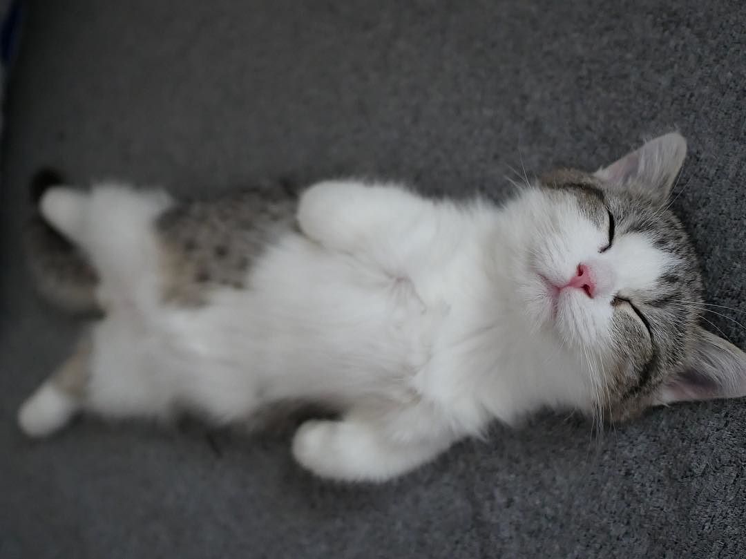 マンチカン 寿命 短い