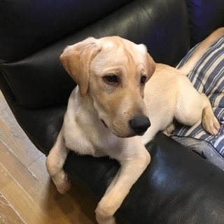 子犬 里親 無料 大阪