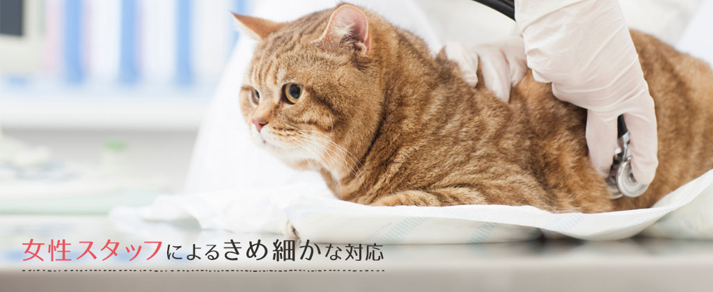 あい ペット クリニック