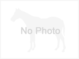 アヴニール セルタン