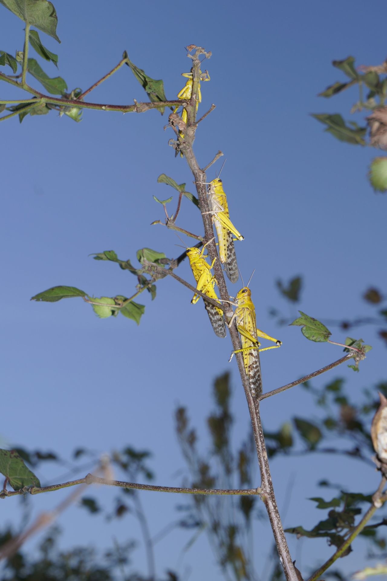 バッタの大群日本