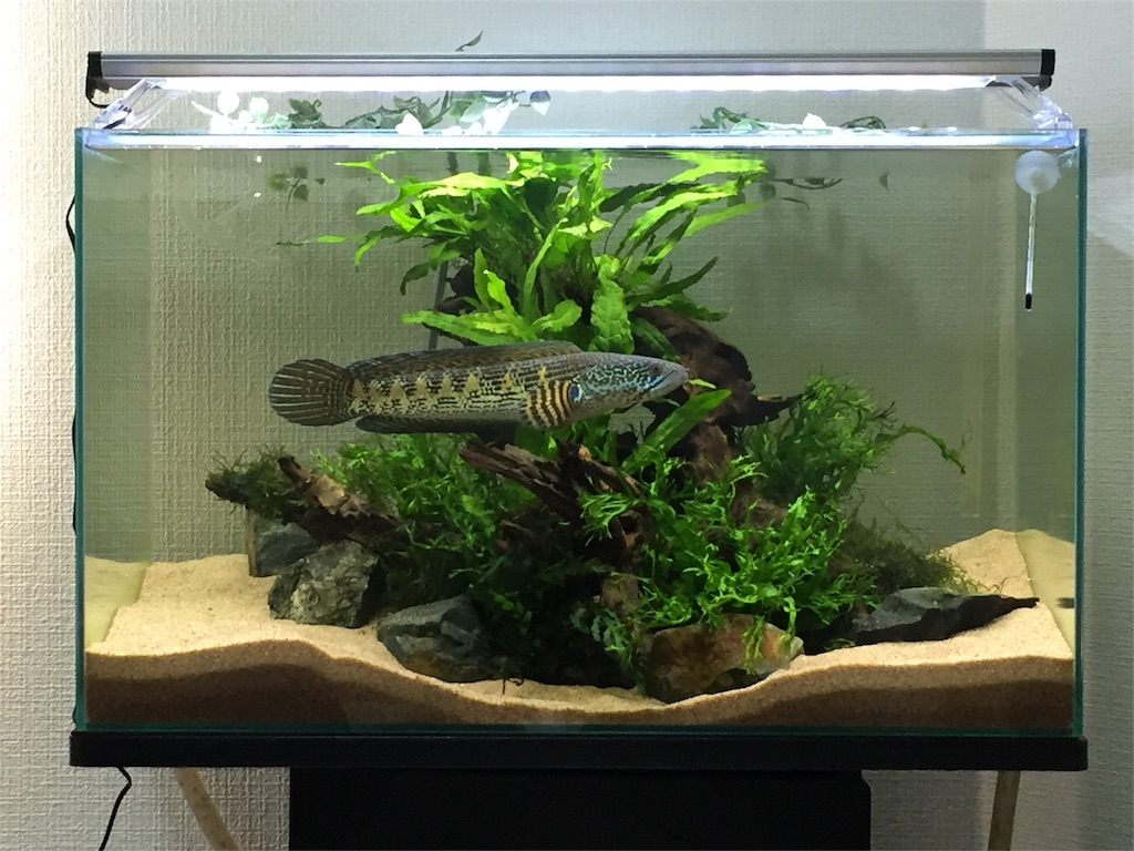 バイオレット スネーク ヘッド