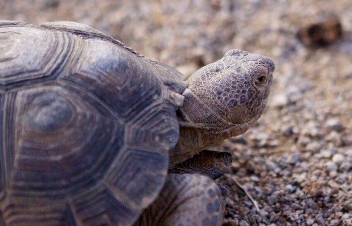 サイレンス ゾーン