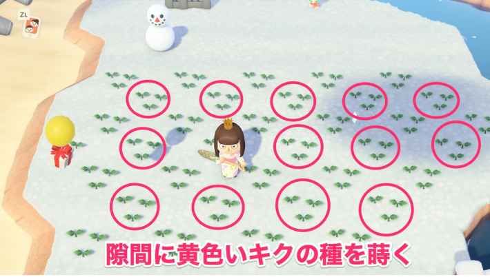 あつ森 菊 遺伝子