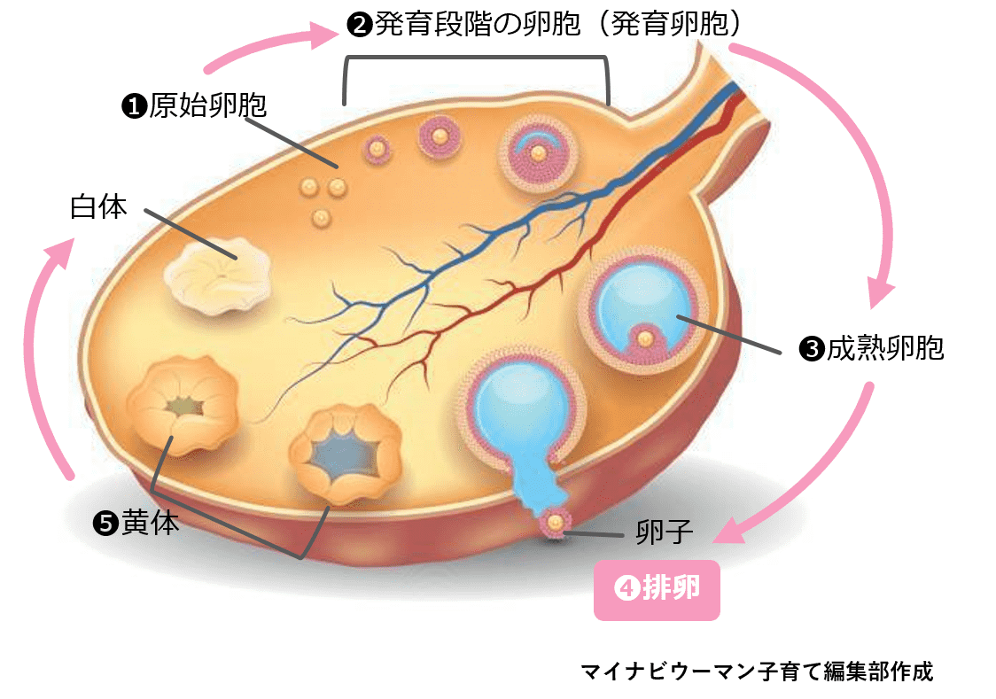 せ ックス 出血 排卵