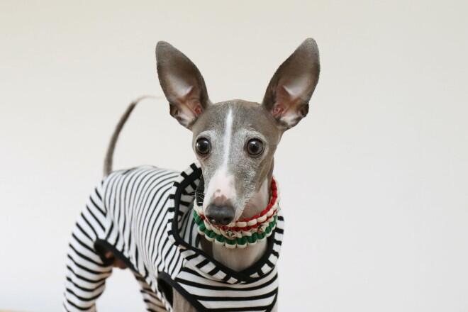 イタリアン グレー ハウンド 子犬