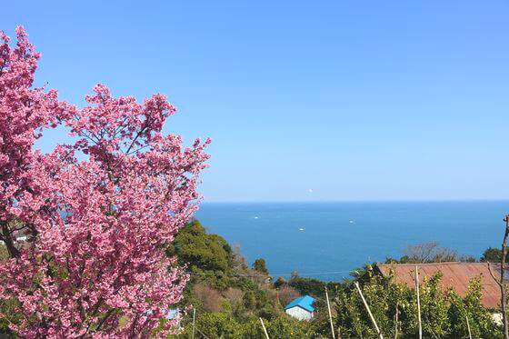 ニュース 速報 桜