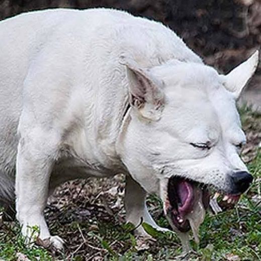 犬 に あげ て は いけない 食べ物 10