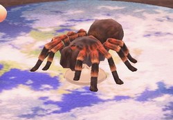 タランチュラ どうぶつ の 森