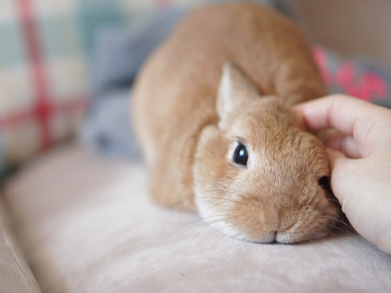 うさぎ トイレ しつけ