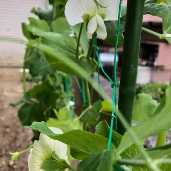 エンドウ 育て方