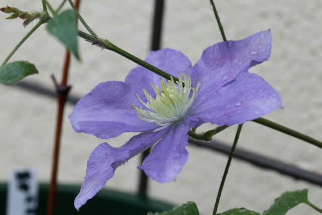 ワイファイ 繋がら ない 台風