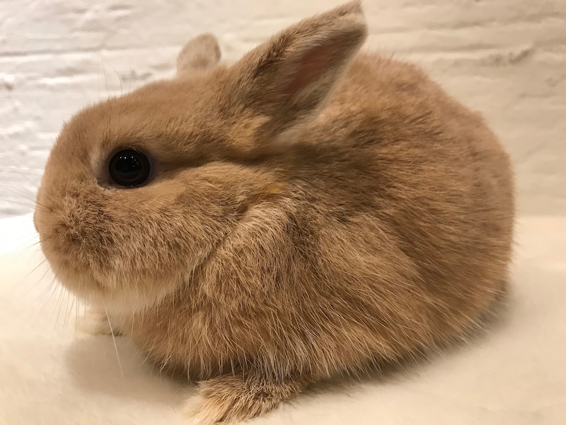 うさぎ トイレ しつけ