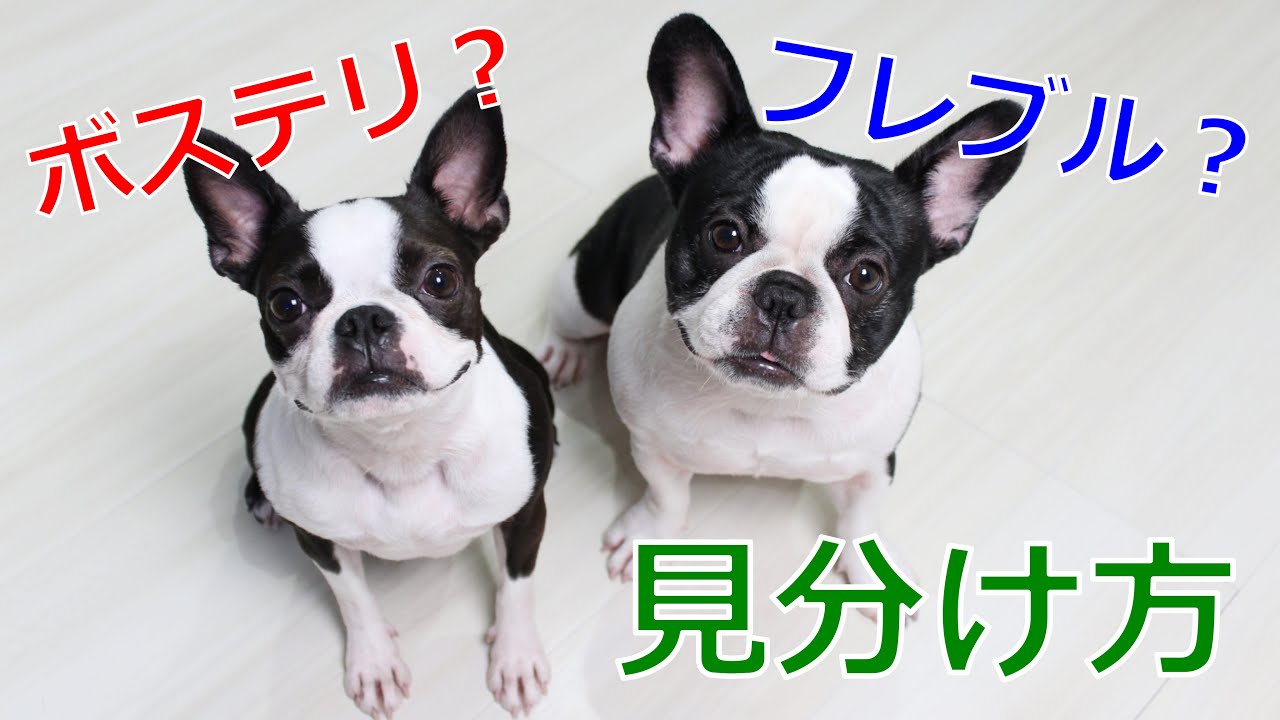 フレンチブルドッグ パグ 違い