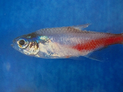 ネオンテトラ 病気