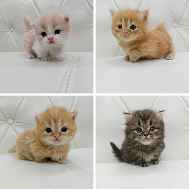 マンチカン 寿命 短い