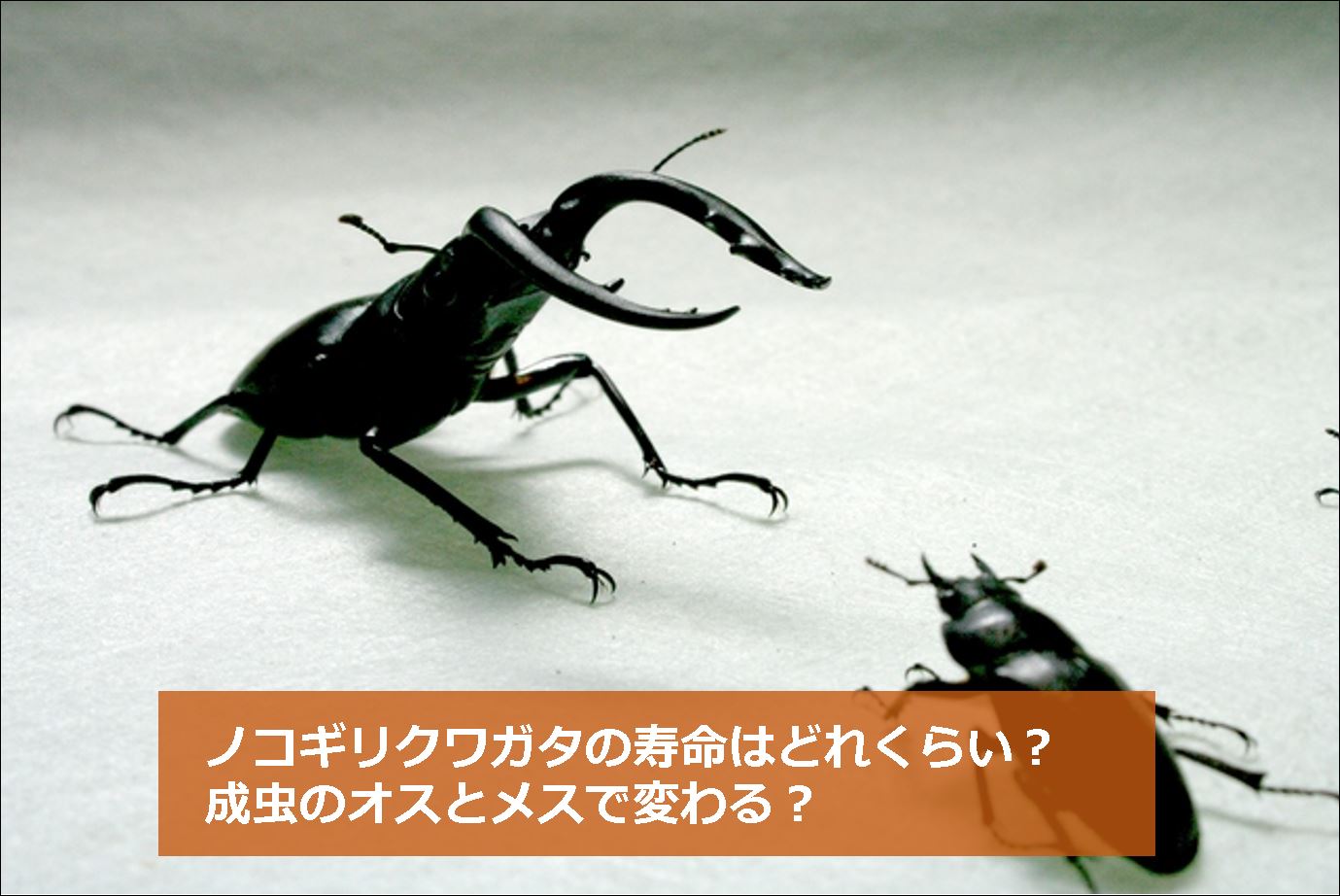 クワガタ メス 寿命