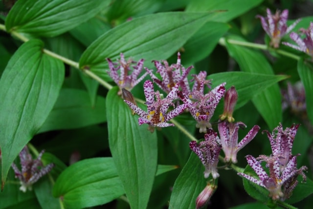 源氏物語須磨の秋 品詞分解
