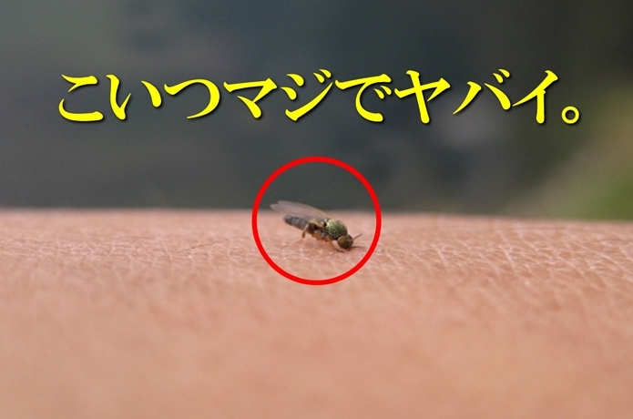 ブヨ 蚊
