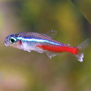 ネオンテトラ 病気