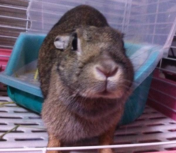 うさぎ トイレ しつけ