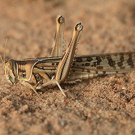 バッタの大群日本