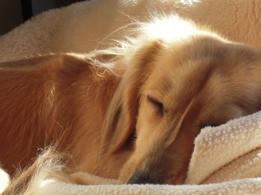 犬 モグワン 口コミ