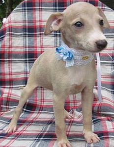 イタリアン グレー ハウンド 子犬