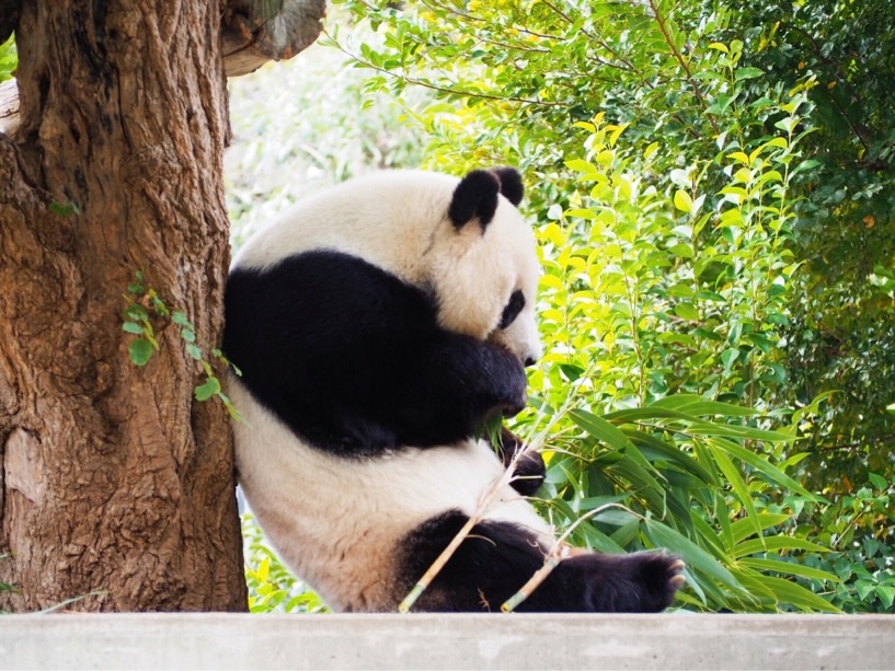 王子 動物園 ツイッター